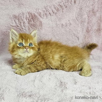販売中の千葉県のマンチカン-116189の4枚目