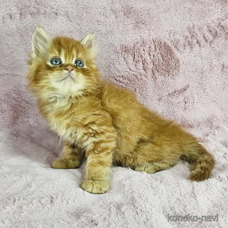 販売中の千葉県のマンチカン-116189の6枚目