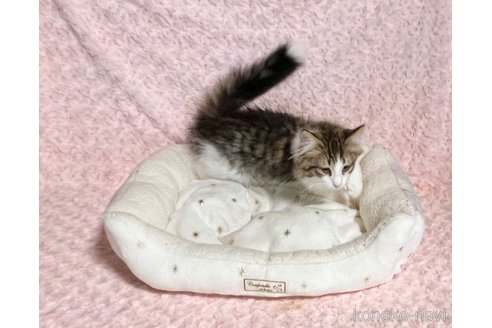 販売中の山口県のノルウェージャンフォレストキャット-110453の2枚目