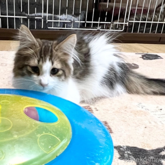 販売中の山口県のノルウェージャンフォレストキャット-110453