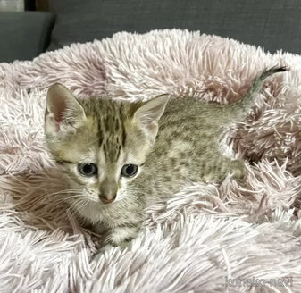 販売中の岐阜県のエジプシャンマウ-116194の2枚目