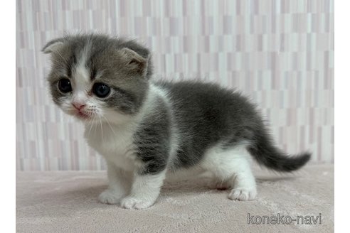 販売中の千葉県のスコティッシュフォールド(折れ耳)-116202の2枚目
