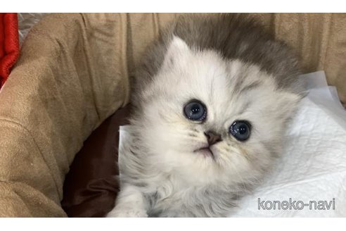 販売中の大阪府のスコティッシュフォールド-116210の6枚目