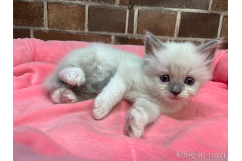 販売中の東京都のラグドール-116211の2枚目