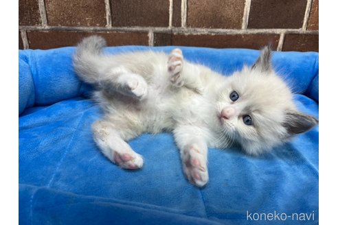 販売中の東京都のラグドール-116212の5枚目