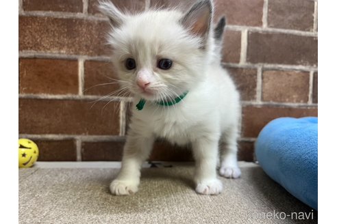 販売中の東京都のラグドール-116213の5枚目