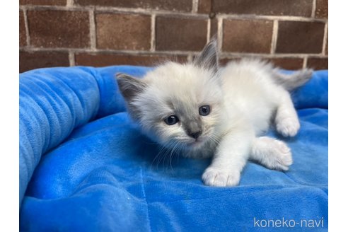 販売中の東京都のラグドール-116214の3枚目