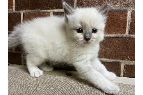 販売中の東京都のラグドール-116214の4枚目