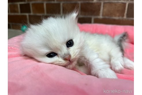 販売中の東京都のミヌエット-116216の7枚目