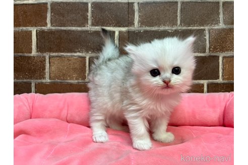 販売中の東京都のミヌエット-116216の8枚目