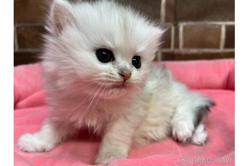 販売中の東京都のミヌエット-116216の3枚目