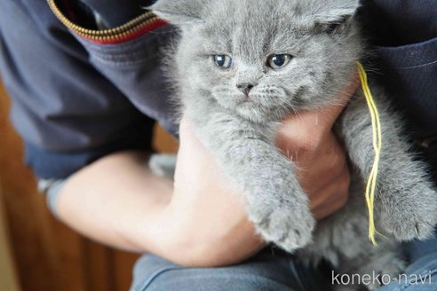 販売中の神奈川県のブリティッシュショートヘア-116219の10枚目