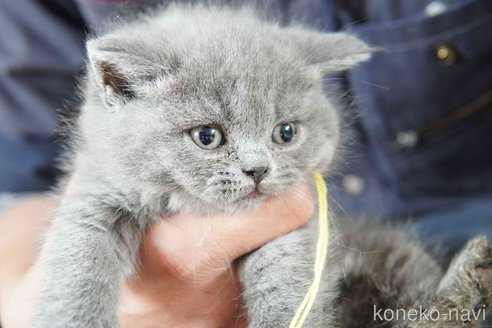 販売中の神奈川県のブリティッシュショートヘア-116219の9枚目
