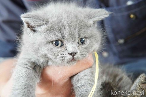 販売中の神奈川県のブリティッシュショートヘア-116219の7枚目