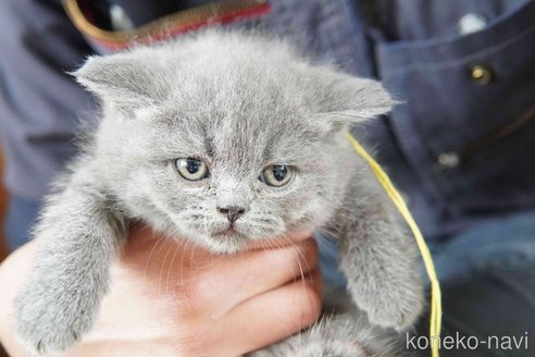 販売中の神奈川県のブリティッシュショートヘア-116219の8枚目