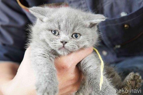 販売中の神奈川県のブリティッシュショートヘア-116219の6枚目