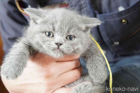販売中の神奈川県のブリティッシュショートヘア-116219の5枚目