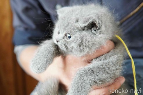 販売中の神奈川県のブリティッシュショートヘア-116219の3枚目