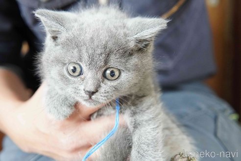 販売中の神奈川県のブリティッシュショートヘア-116220の15枚目