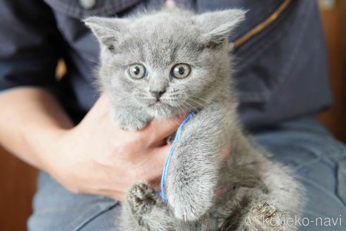 販売中の神奈川県のブリティッシュショートヘア-116220の14枚目