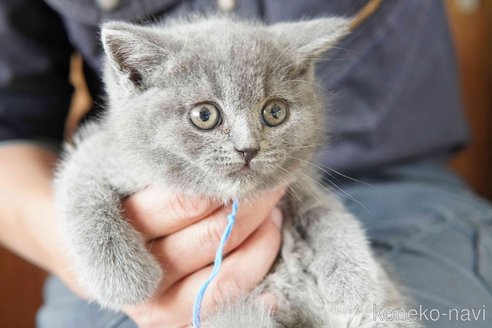 販売中の神奈川県のブリティッシュショートヘア-116220の12枚目