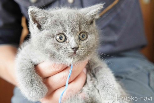 販売中の神奈川県のブリティッシュショートヘア-116220の8枚目