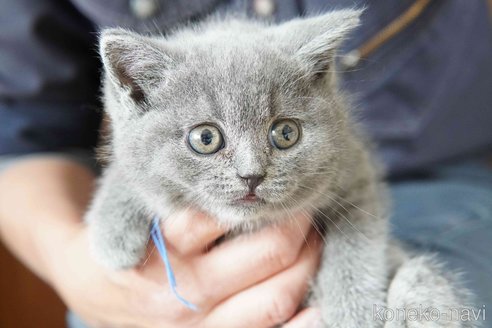 販売中の神奈川県のブリティッシュショートヘア-116220の4枚目