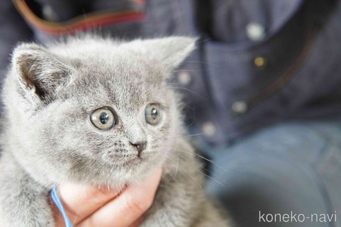 販売中の神奈川県のブリティッシュショートヘア-116220の6枚目