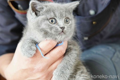 販売中の神奈川県のブリティッシュショートヘア-116220の7枚目
