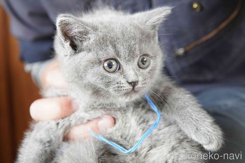 販売中の神奈川県のブリティッシュショートヘア-116220の3枚目