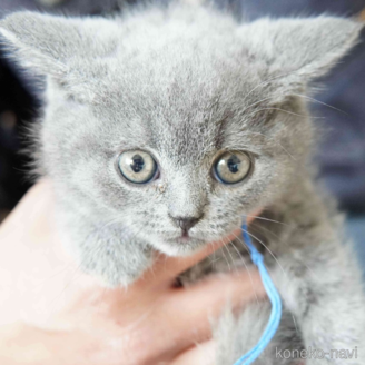 販売中の神奈川県のブリティッシュショートヘア-116220の1枚目