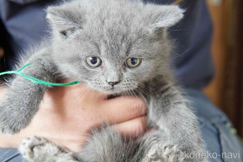 商談中の神奈川県のブリティッシュショートヘア-116221の13枚目