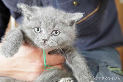商談中の神奈川県のブリティッシュショートヘア-116221の12枚目