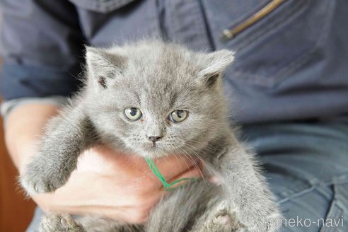 商談中の神奈川県のブリティッシュショートヘア-116221の4枚目