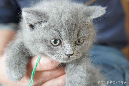 商談中の神奈川県のブリティッシュショートヘア-116221の6枚目