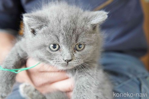 商談中の神奈川県のブリティッシュショートヘア-116221の2枚目