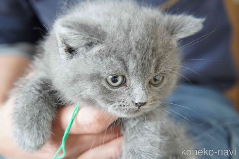 商談中の神奈川県のブリティッシュショートヘア-116221の3枚目