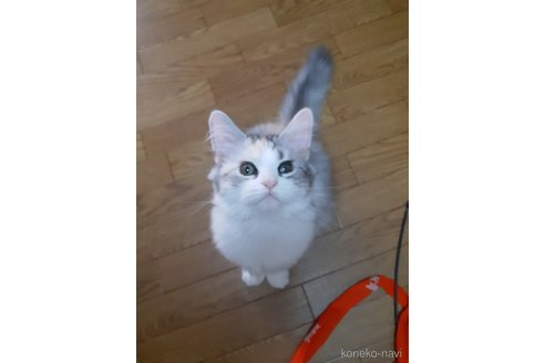 販売中の大阪府のマンチカン-110239