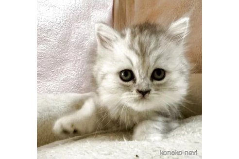 販売中の神奈川県のミヌエット-116282の1枚目