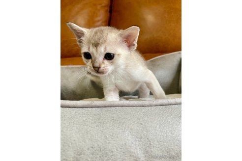 販売中の熊本県のシンガプーラ-116283の2枚目