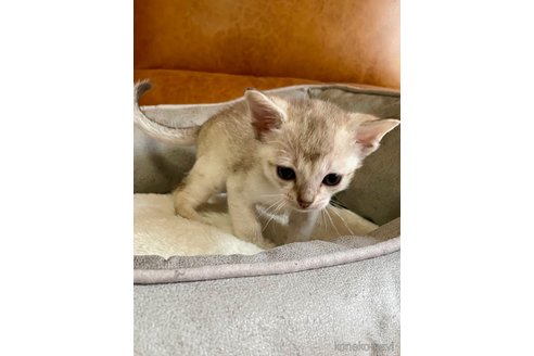 販売中の熊本県のシンガプーラ-116283の3枚目