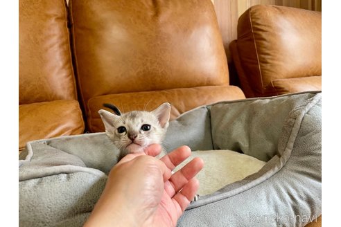 販売中の熊本県のシンガプーラ-116284の4枚目
