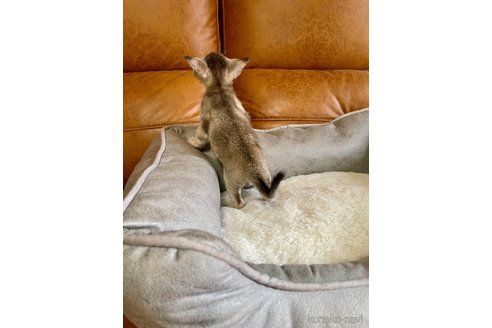 販売中の熊本県のシンガプーラ-116284の3枚目