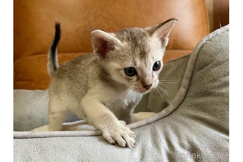 販売中の熊本県のシンガプーラ-116284の5枚目