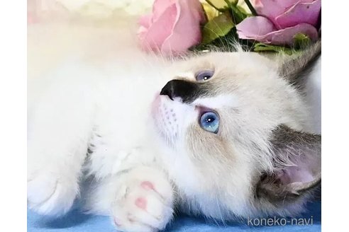 販売中の東京都のラグドール-116287の4枚目