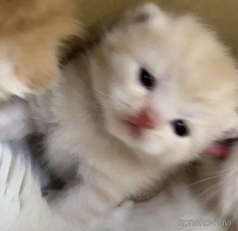 販売中の福岡県のスコティッシュフォールド(折れ耳)-116290の2枚目