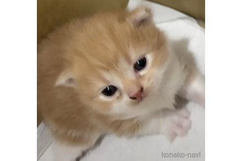 販売中の福岡県のスコティッシュフォールド(折れ耳)-116291の2枚目