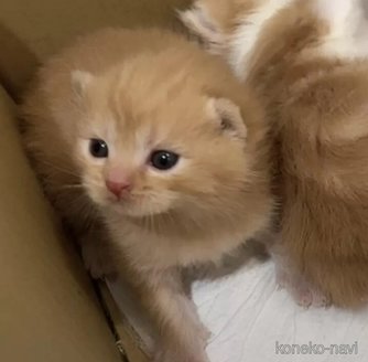 販売中の福岡県のスコティッシュフォールド(折れ耳)-116292の2枚目
