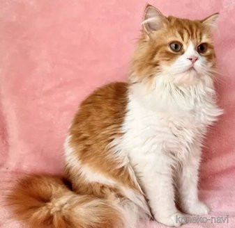 販売中の静岡県のスコティッシュフォールド-116293の2枚目