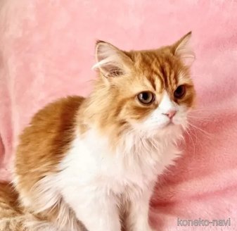 販売中の静岡県のスコティッシュフォールド-116293の3枚目